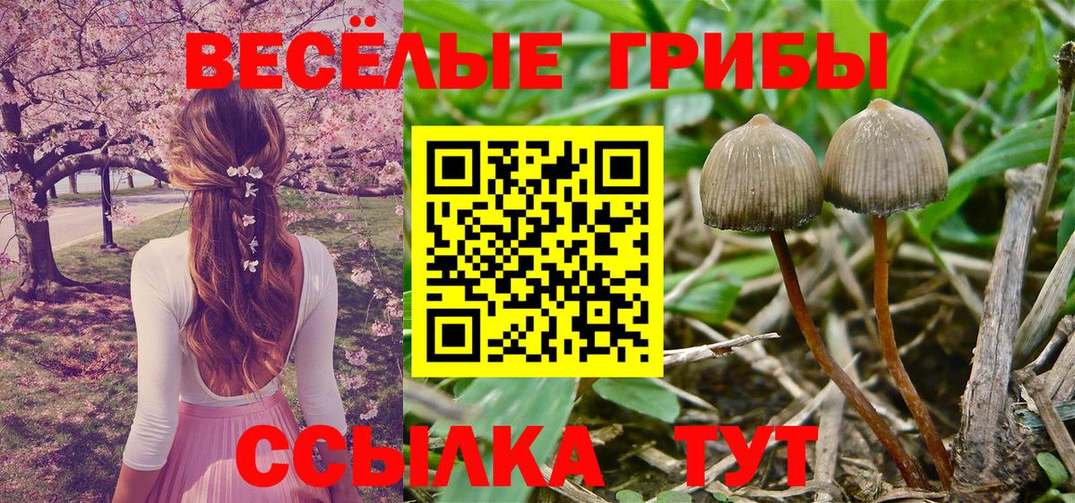 Галлюциногенные грибы Psilocybe Конаково